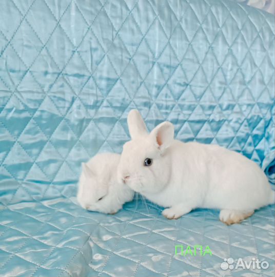 Мини карлики