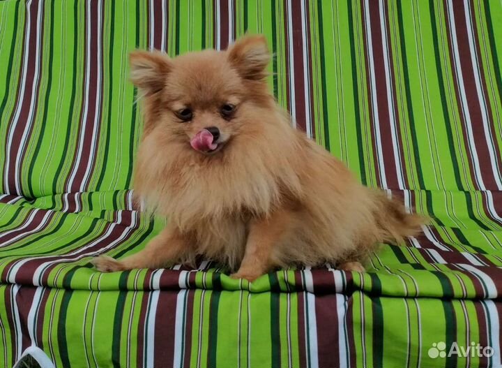 Померанский шпиц