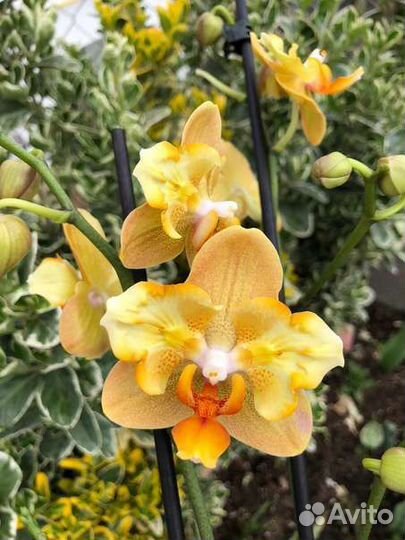 Орхидея фаленопсис Little Emperor Orange