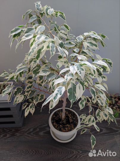 Фикус бенджамина