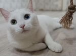 Белый добрый кот