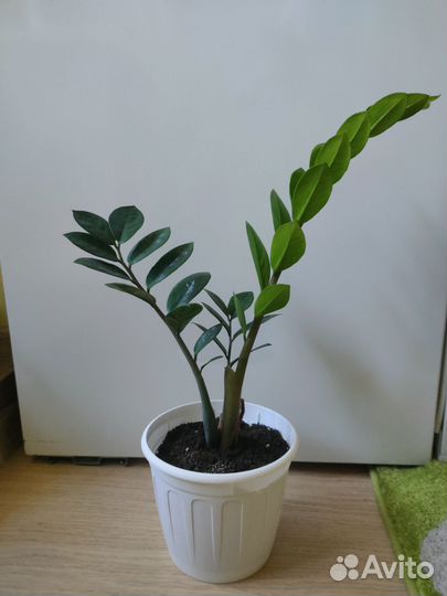 Замиокулькас