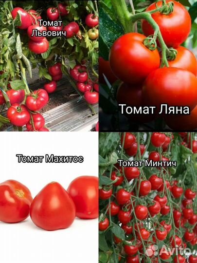 Томат. Семена профессиональные