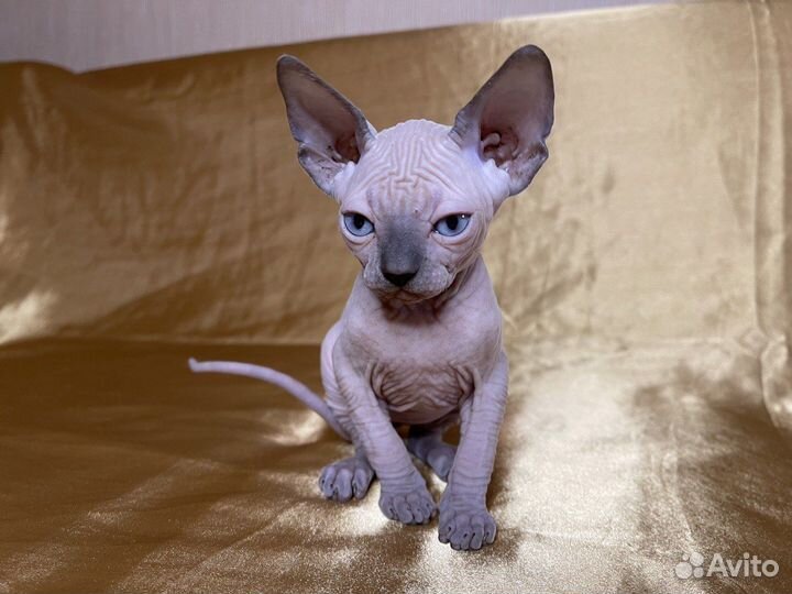 Канадский сфинкс котята