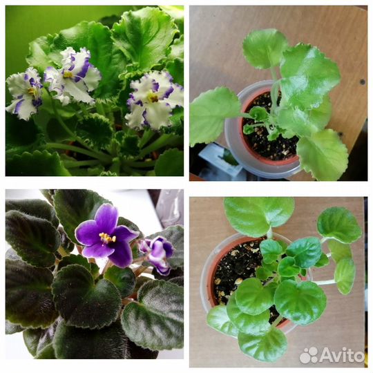 Фиалки сортовые