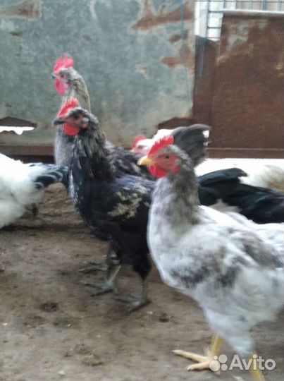 Молодые петушки