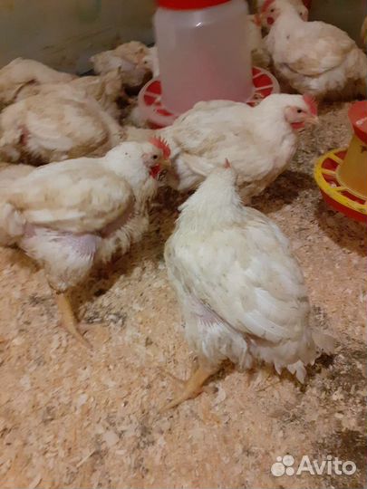 Цыплята бройлеры