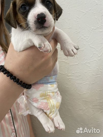 Подгузники для животных 20 штук в пачке