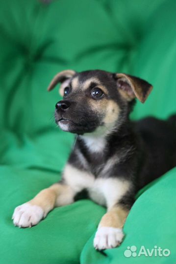 Джесси щенок в добрые руки бесплатно