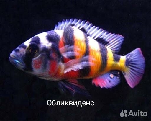Малавийские цихлиды
