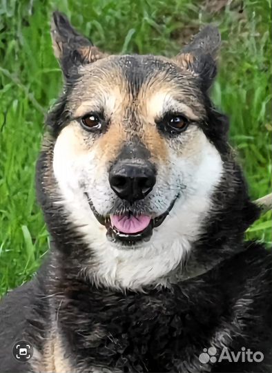 Верба-робкая девочка из приюта ищет дом