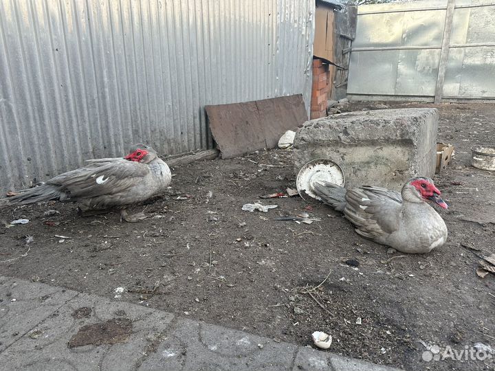 Мускусные утки