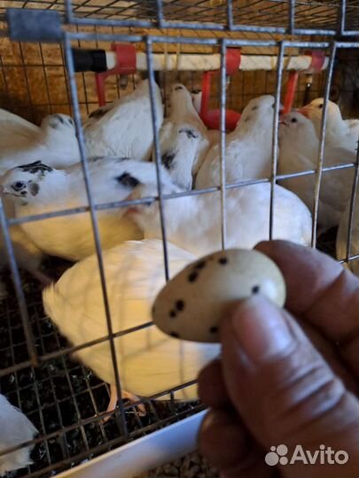 Перепелки техасский бройлер