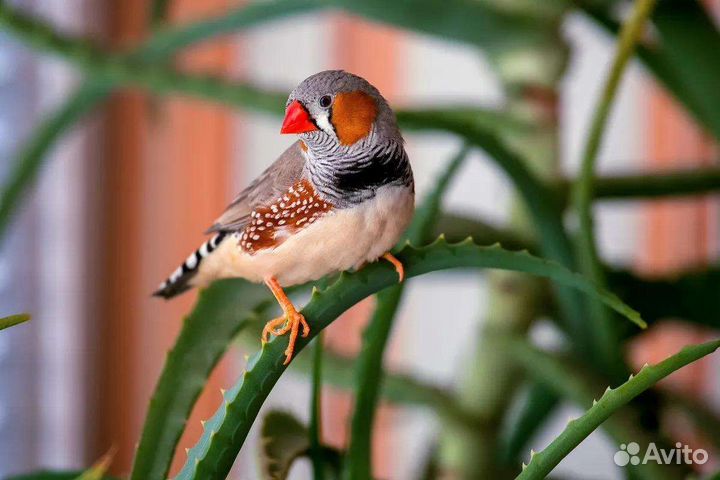 Амадины зебровые