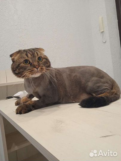 Стрижка (груминг кошек) на дому и с выездом