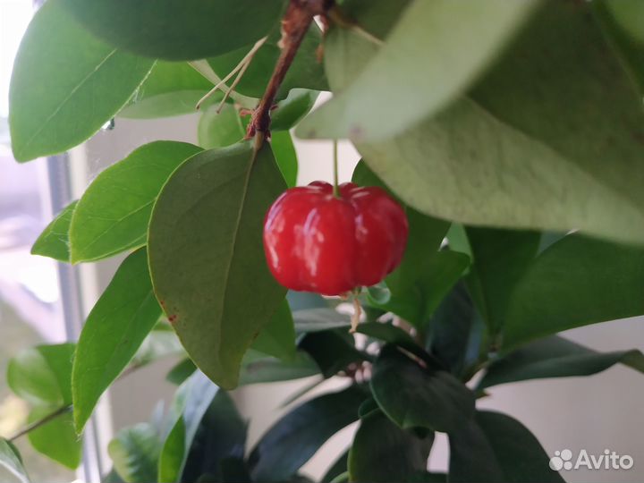 Суринамская вишня (Eugenia Uniflora) Красные плоды