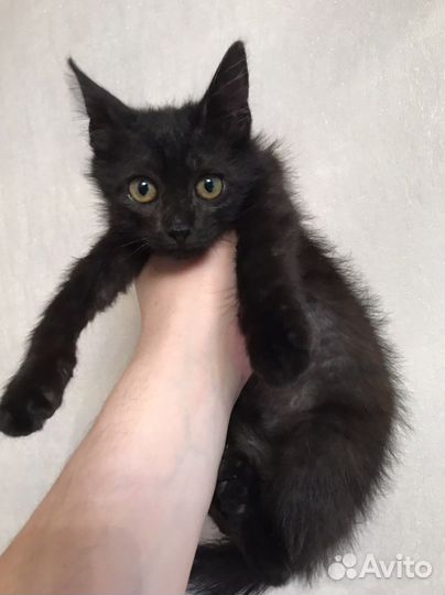 Котенок черный
