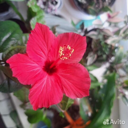 Сортовые гибискусы