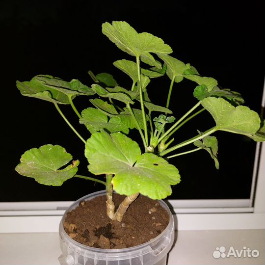 Пеларгония розовая второгодка