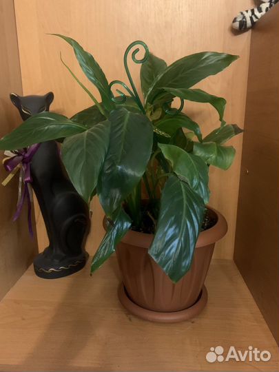 Комнатные цветы