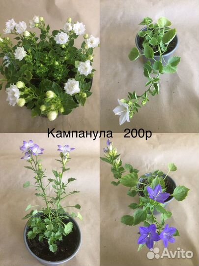 Комнатные растения