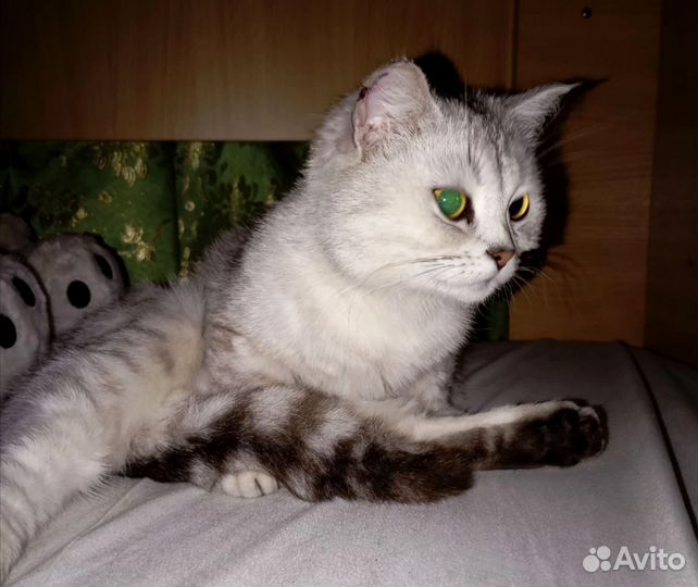 Кошка в добрые руки