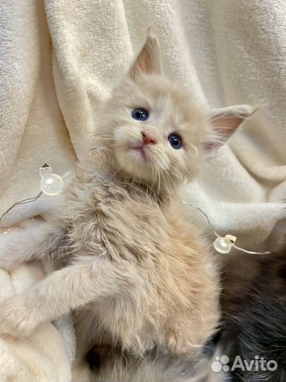 Котятки Мейн-кун