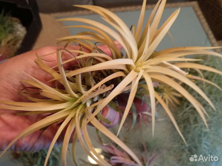 Тилландсия атмосферная