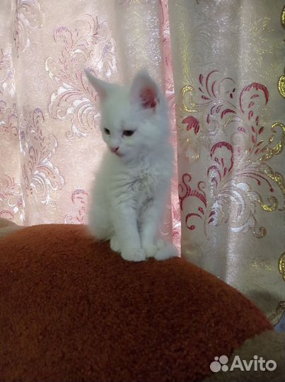 Котята мейн-кун