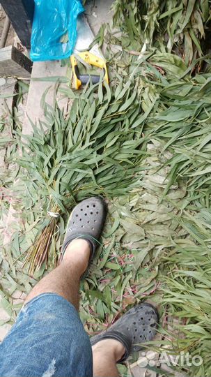 Эвкалиптовые веники для бани