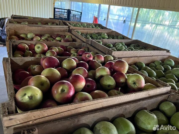 Яблоки айдаред