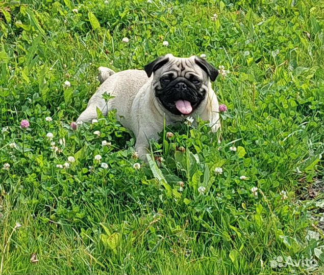 Мопс вязка мальчик