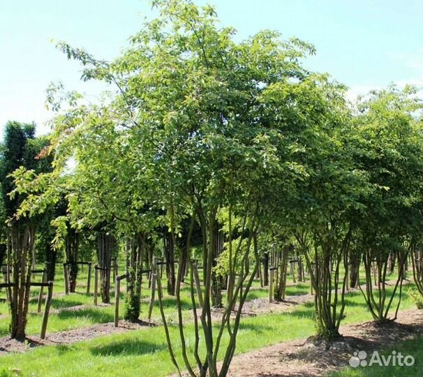 Ирга ламарка