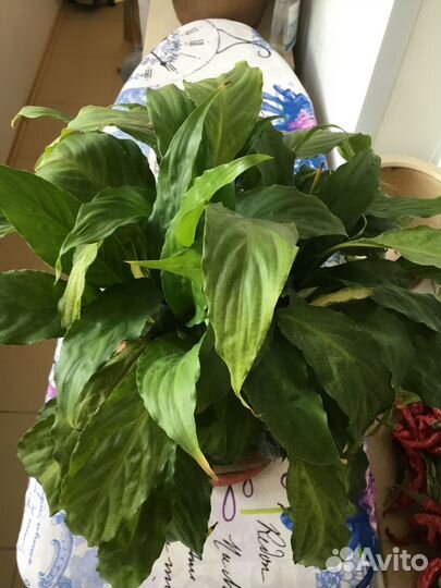 Комнатные растения цветы большие