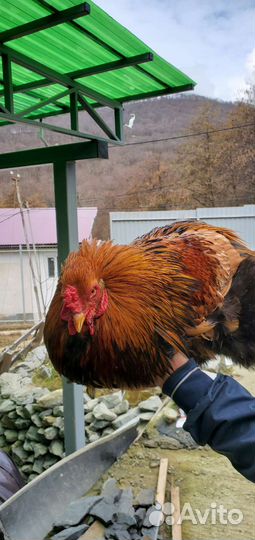 Петушки брама