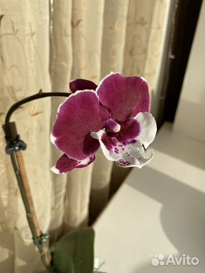 Орхидея биглип