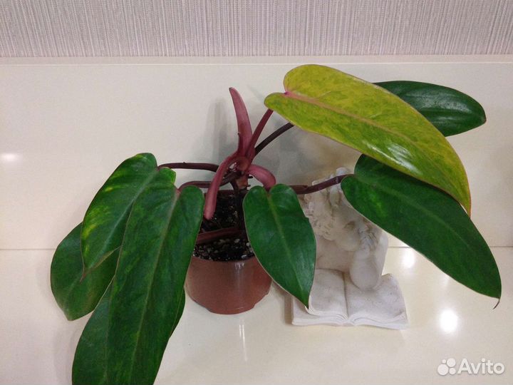 Филодендроны