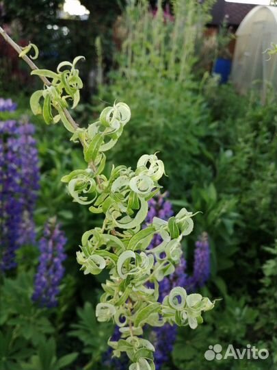 Ива Криспа-кудрявая красавица