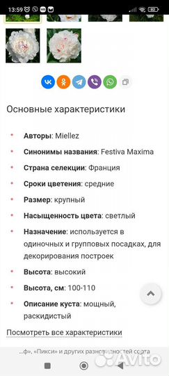 Пион фестива максима