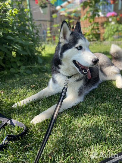 Отдам бесплатно животные собаки