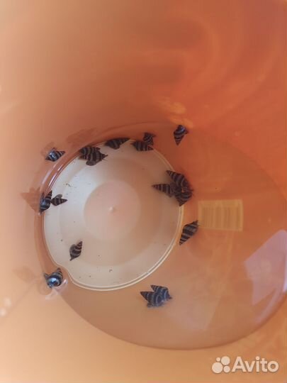 Улитка хелена