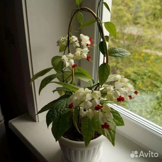 Клеродендрум томпсон