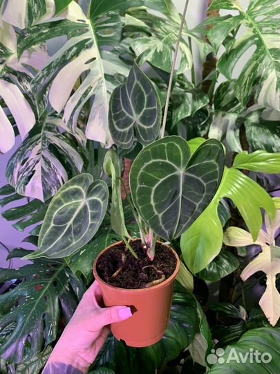 Антуриум кларинервиум