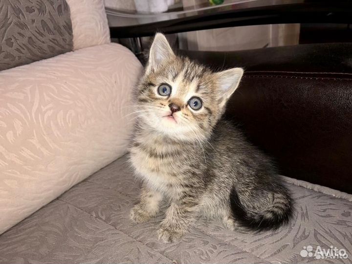 Кошка в дар бесплатно