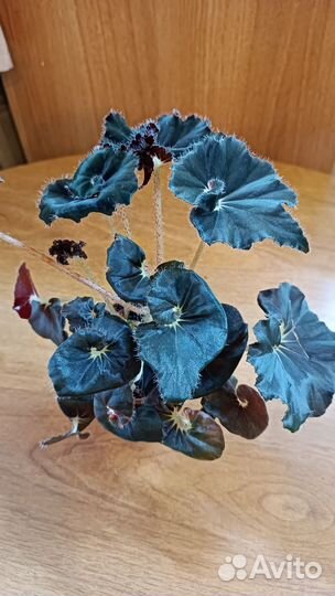 Бегонии сортовые бронь (все сорта)