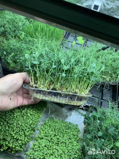 Микрозелень