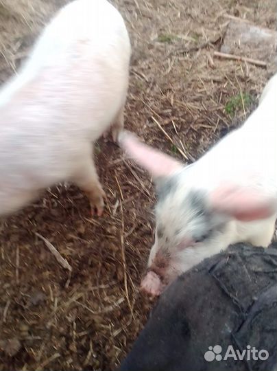 Поросята метисы