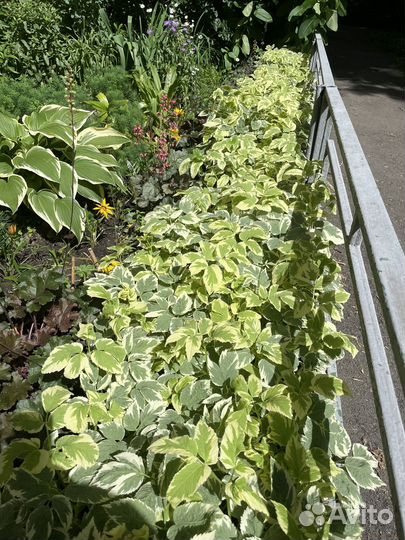 Сныть вариегатная