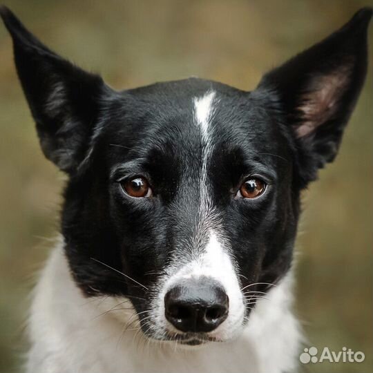 Красавица Грея в поисках дома и хозяина