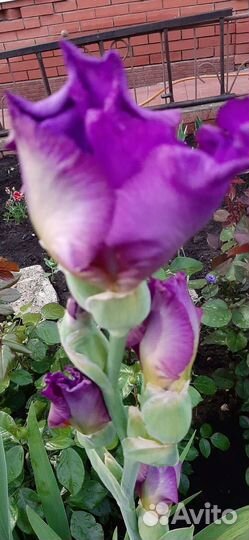 Ирисы бородатые сортовые